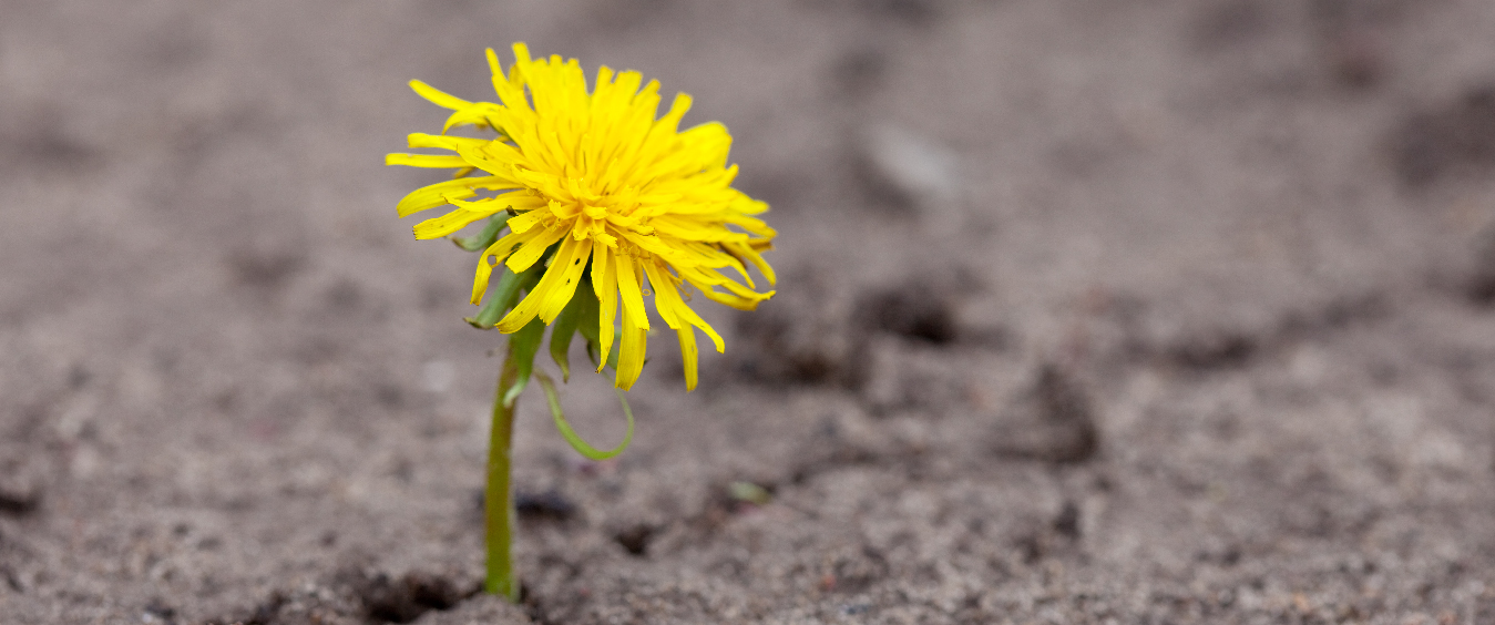 Conto chinês: A Semente – O que ele nos ensina sobre a honestidade