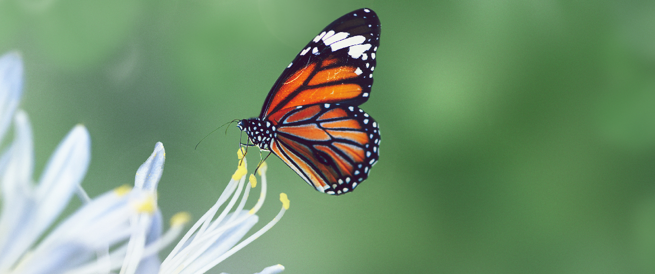 Antes e depois dos 40 anos: A virada da individuação segundo Carl Jung